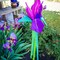In the Breeze 5227 — Iris Windtail — Colorful 3D Purple Flower Windsock with Flowing Tails